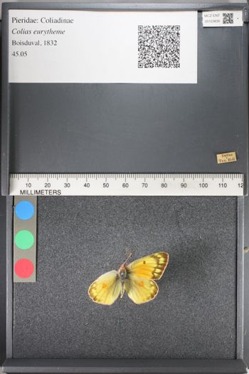 Media type: image;   Entomology 123830